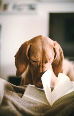 HAI Bulletin - Human-Animal Interaction