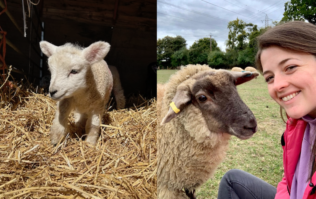 lamb and abie alfrey