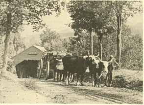 Oxen team pulling carriage across the Jackson covered bridge in Jackson NH